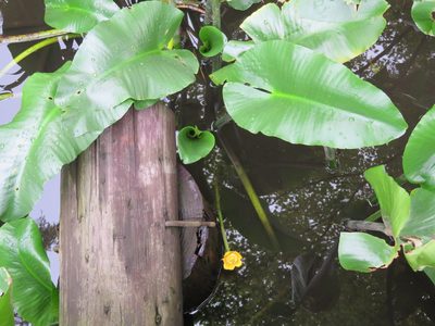 Nuphar japonica, photographed by Marco Mussita