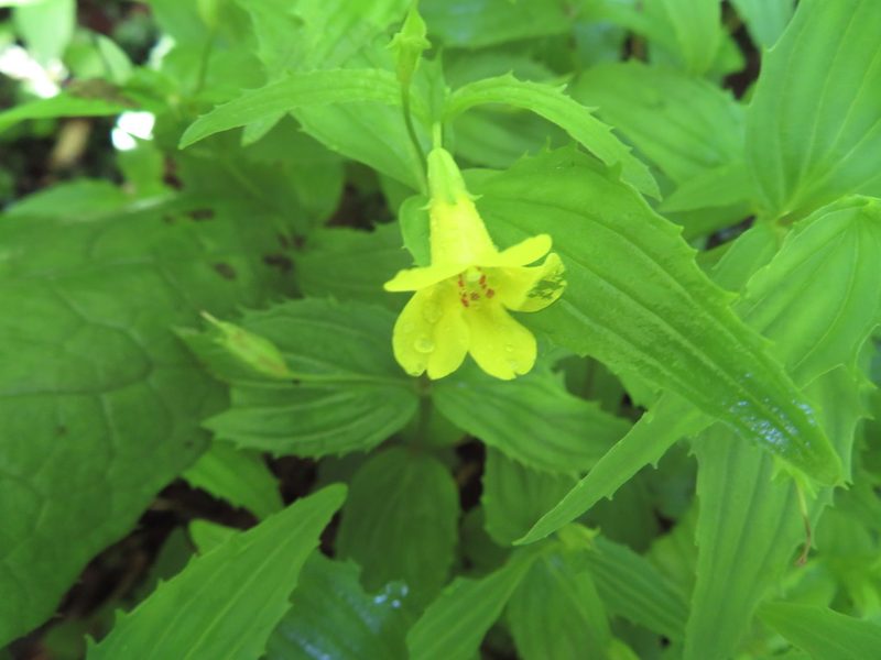 Erythranthe sessilifolia, photographed by Marco Mussita