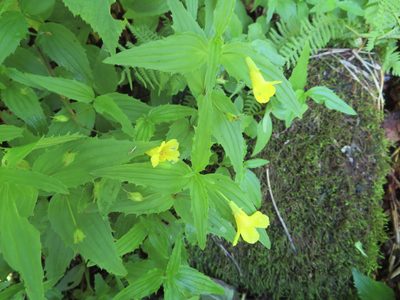 Erythranthe sessilifolia, photographed by Marco Mussita