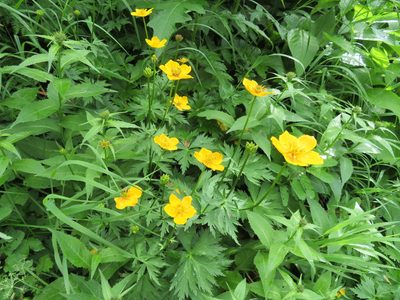 Trollius riederianus, photographed by Marco Mussita