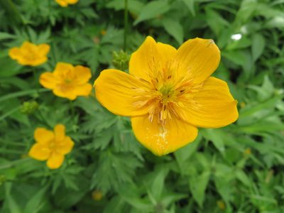 Trollius riederianus, photographed by Marco Mussita