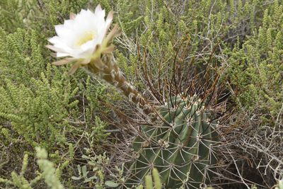Acanthocalycium leucanthum, photographed by Carlos Martorell