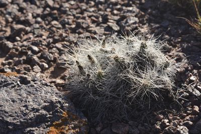 Tephrocactus weberi, photographed by Carlos Martorell