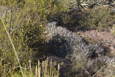 Deuterocohnia abstrusa, photographed by Carlos Martorell