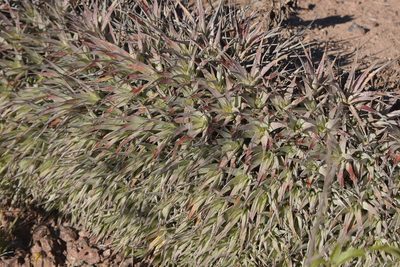 Deuterocohnia abstrusa, photographed by Carlos Martorell
