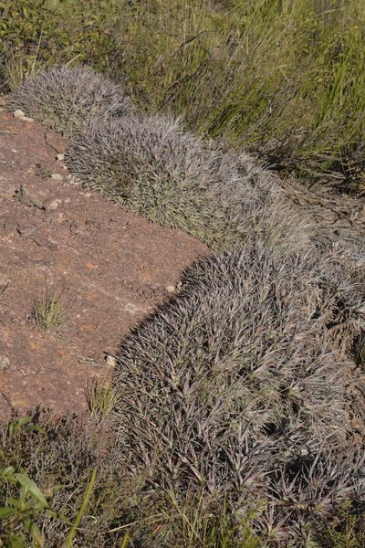 Deuterocohnia abstrusa, photographed by Carlos Martorell