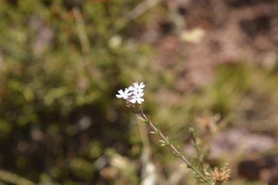 Junellia juniperina, photographed by Carlos Martorell