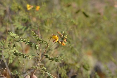 Arquita mimosifolia, photographed by Carlos Martorell