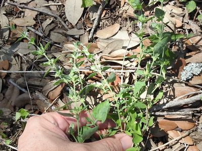 Carlowrightia texana, photographed by Sam Kieschnick