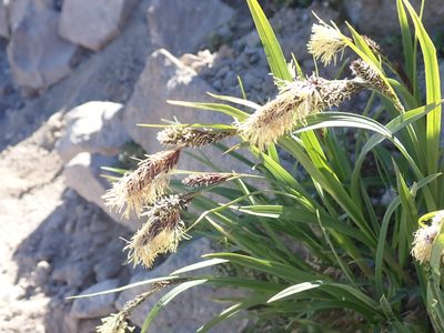 Carex spectabilis, photographed by John Brew