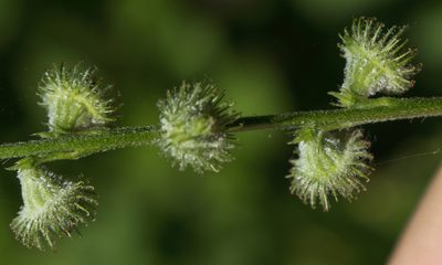 Agrimonia pubescens, photographed by aarongunnar
