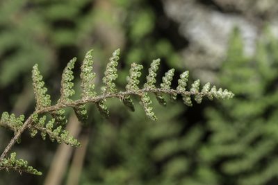 Myriopteris fendleri, photographed by Craig Martin