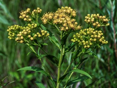 Solidago riddellii, photographed by aarongunnar