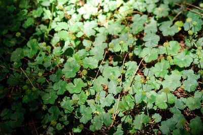 Hydrocotyle setulosa, photographed by Cheng-Tao Lin