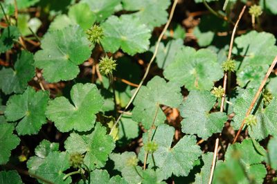 Hydrocotyle setulosa, photographed by Cheng-Tao Lin