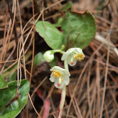 Pyrola japonica, photographed by Cheng-Tao Lin