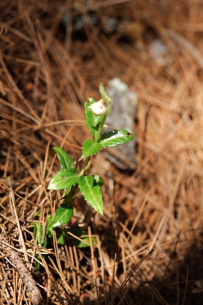 Chimaphila japonica, photographed by Cheng-Tao Lin