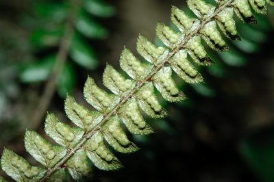 Polystichum levingei, photographed by Cheng-Tao Lin