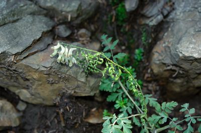 Corydalis ophiocarpa, photographed by Cheng-Tao Lin