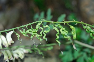 Corydalis ophiocarpa, photographed by Cheng-Tao Lin
