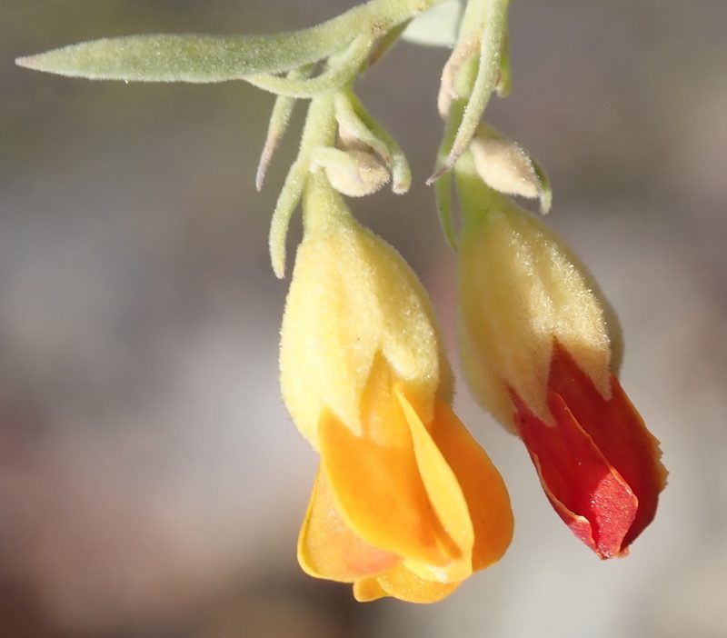 Hermannia odorata, photographed by Nicola van Berkel