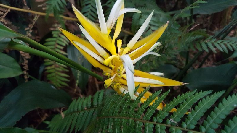 Heliconia angusta, photographed by alessandradalia