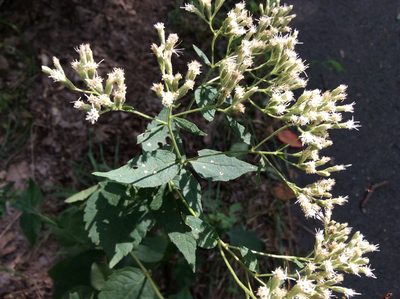 Eupatorium godfreyanum, photographed by Mark Richman