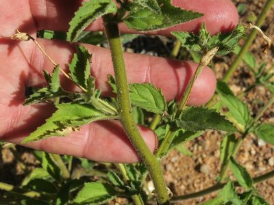 Jamesbrittenia racemosa, photographed by Kevin Murray