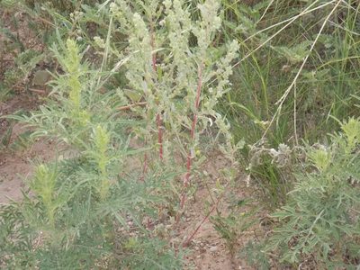 Atriplex elegans, photographed by Eliseo D Moreno