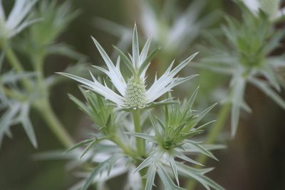 Eryngium heterophyllum, photographed by José Belem Hernández Díaz