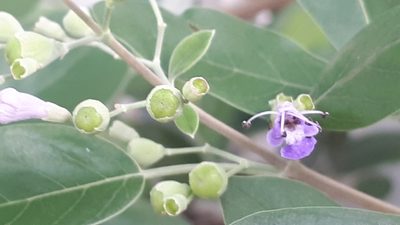Vitex trifolia, photographed by Ong Jyh Seng
