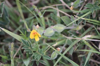 Zornia thymifolia, photographed by José Belem Hernández Díaz