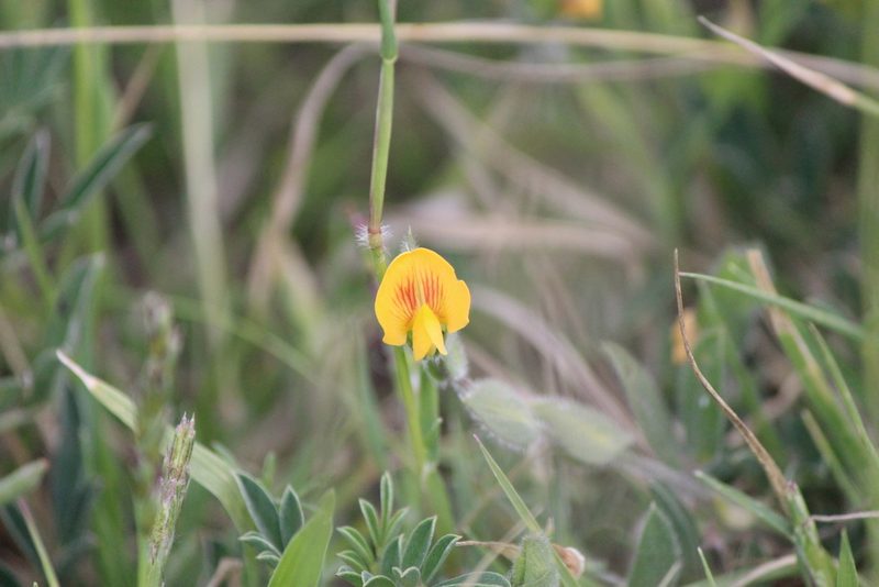 Zornia thymifolia, photographed by José Belem Hernández Díaz