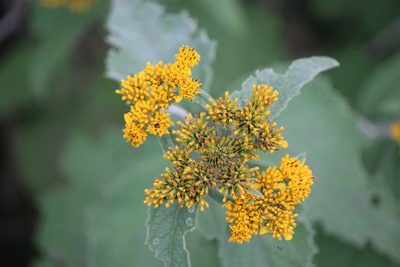 Verbesina serrata, photographed by José Belem Hernández Díaz