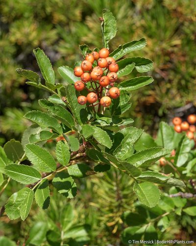 Sorbus californica, photographed by Tim Messick
