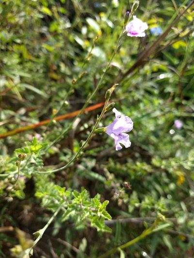 Tamonea euphrasiifolia, photographed by Juan Carlos Pérez Magaña