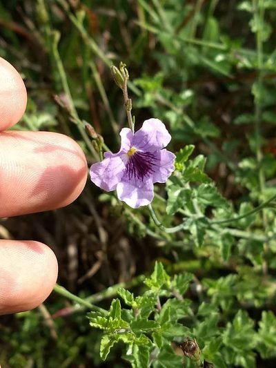 Tamonea euphrasiifolia, photographed by Juan Carlos Pérez Magaña