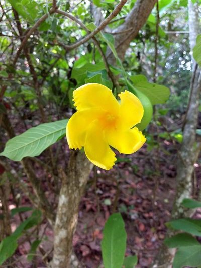 Tabernaemontana glabra, photographed by Juan Carlos Pérez Magaña