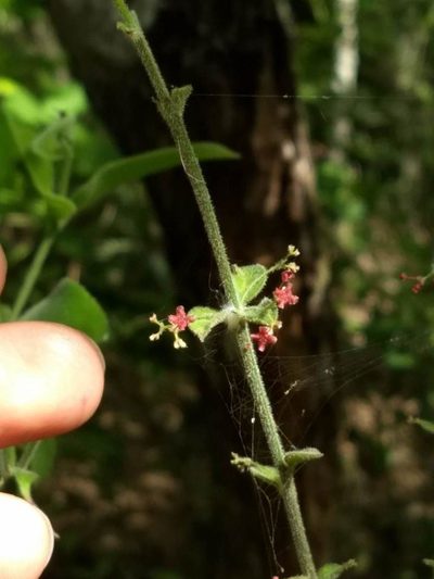 Crossopetalum uragoga, photographed by Juan Carlos Pérez Magaña