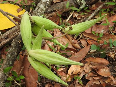 Asclepias similis, photographed by Alexis López Hernández