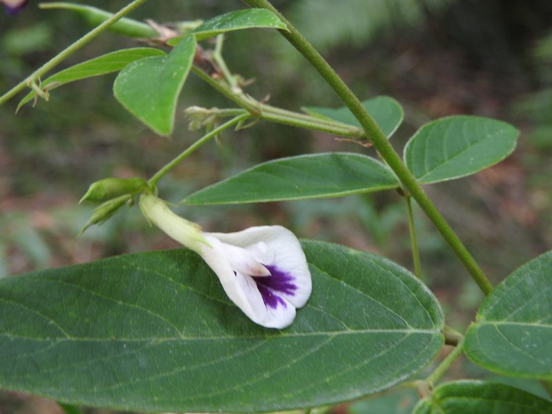 Clitoria polystachya, photographed by Alexis López Hernández