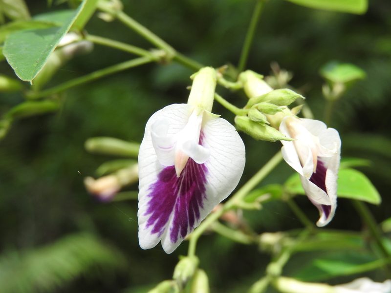 Clitoria mexicana, photographed by Alexis López Hernández