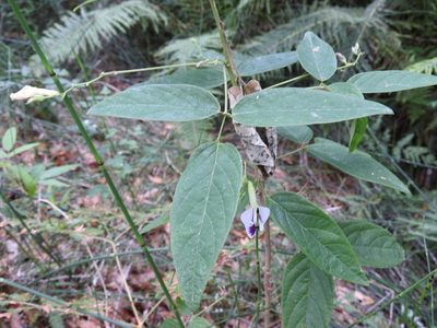 Clitoria polystachya, photographed by Alexis López Hernández