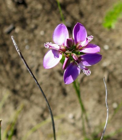 Polygala ericifolia, photographed by Di Turner