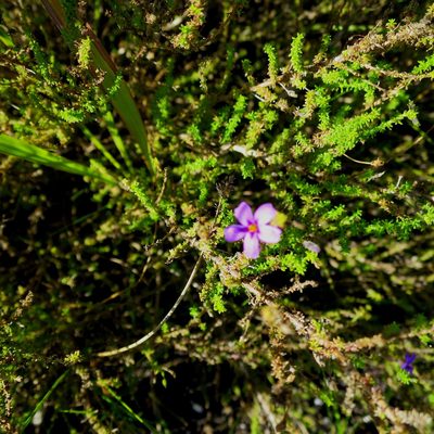 Jamesbrittenia microphylla, photographed by Di Turner