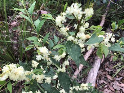 Acacia urophylla, photographed by Ann Bentley