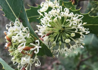 Hakea amplexicaulis, photographed by Ann Bentley
