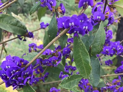 Hovea elliptica, photographed by Ann Bentley