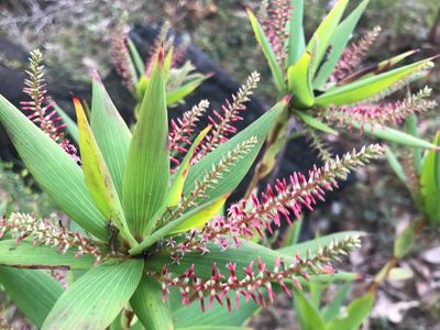 Leucopogon verticillatus, photographed by Ann Bentley