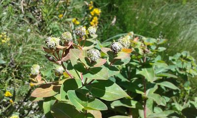 Euphorbia hyberna, photographed by Crap Fou